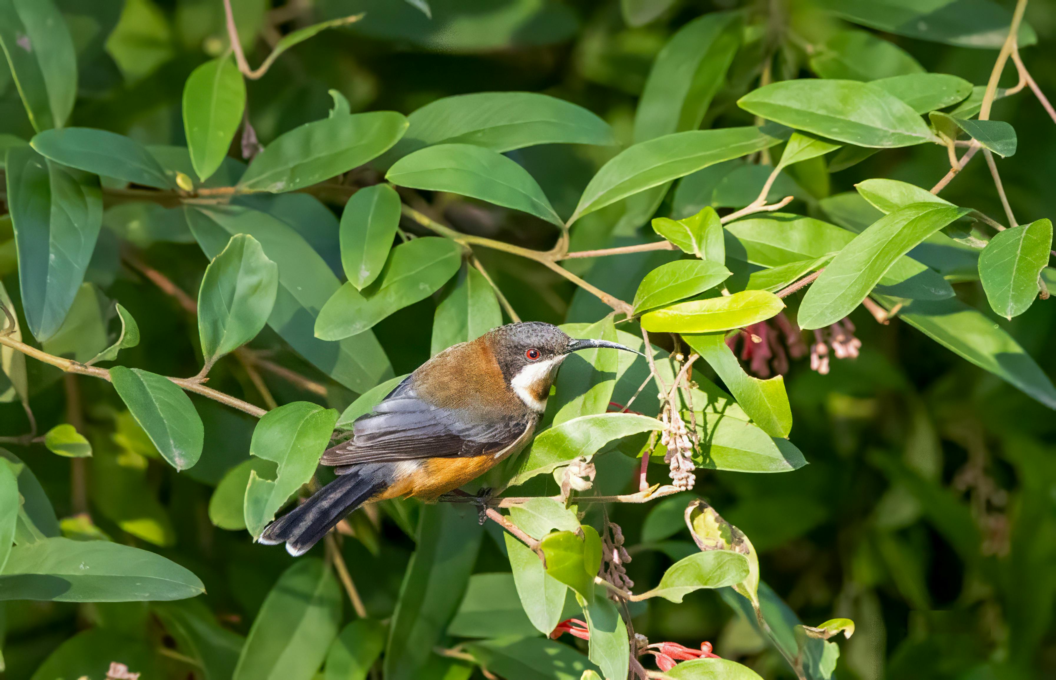 bay leaves